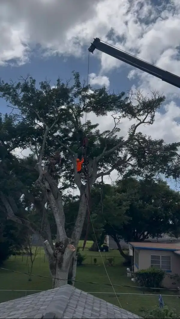 A climber in an oak canopy with a crane boom overhead