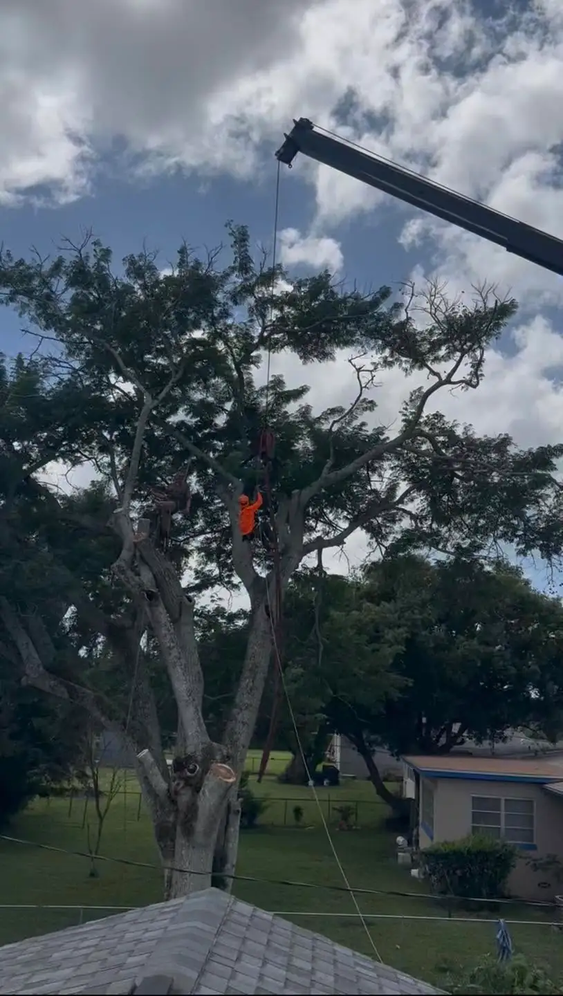 A CRJ Outdoors climber in an oak canopy with a crane boom overhead