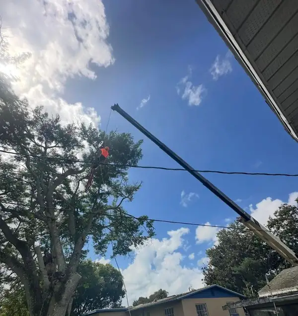 A crane boom reaching over a large oak beside a home during a crane-assisted removal