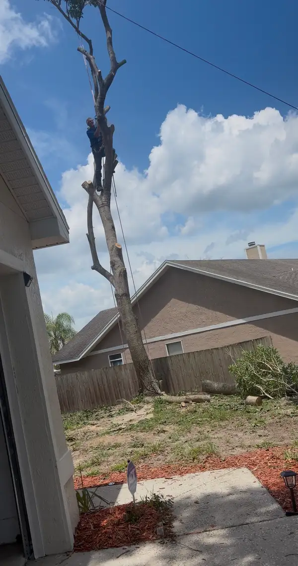A dead tree standing beside a tan stucco home before removal