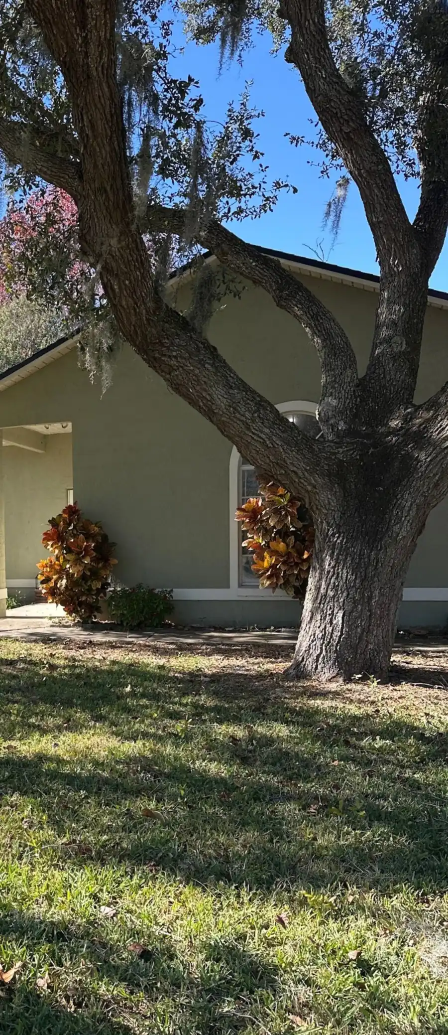 A live oak trimmed and lifted over the lawn of a single-story home