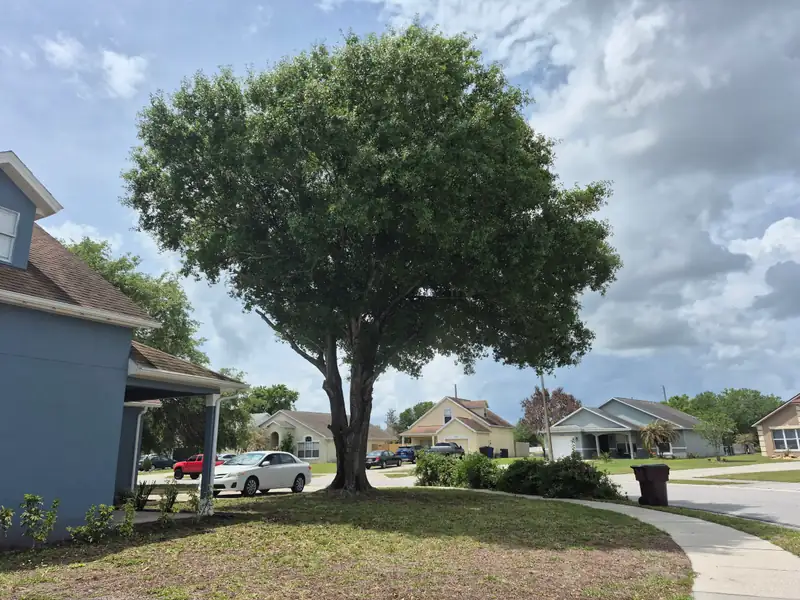 A freshly trimmed, rounded shade tree in a front yard