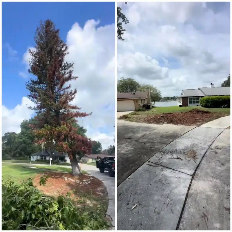 Before and after: a dying pine beside a curving driveway; then gone, the bed raked clean.