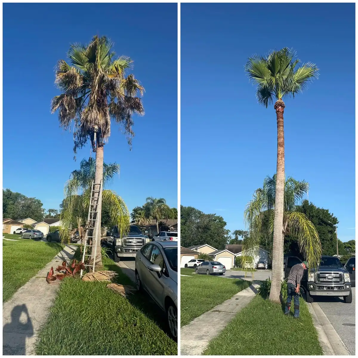 Before and after a palm trimming: a tall palm with a skirt of dead fronds, then clean with a green crown