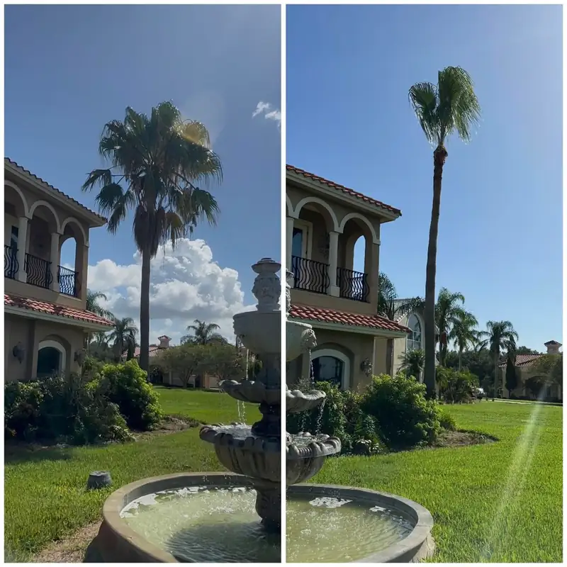 Before and after: palm heavy with dead fronds by the fountain; then trimmed to a clean, natural head.
