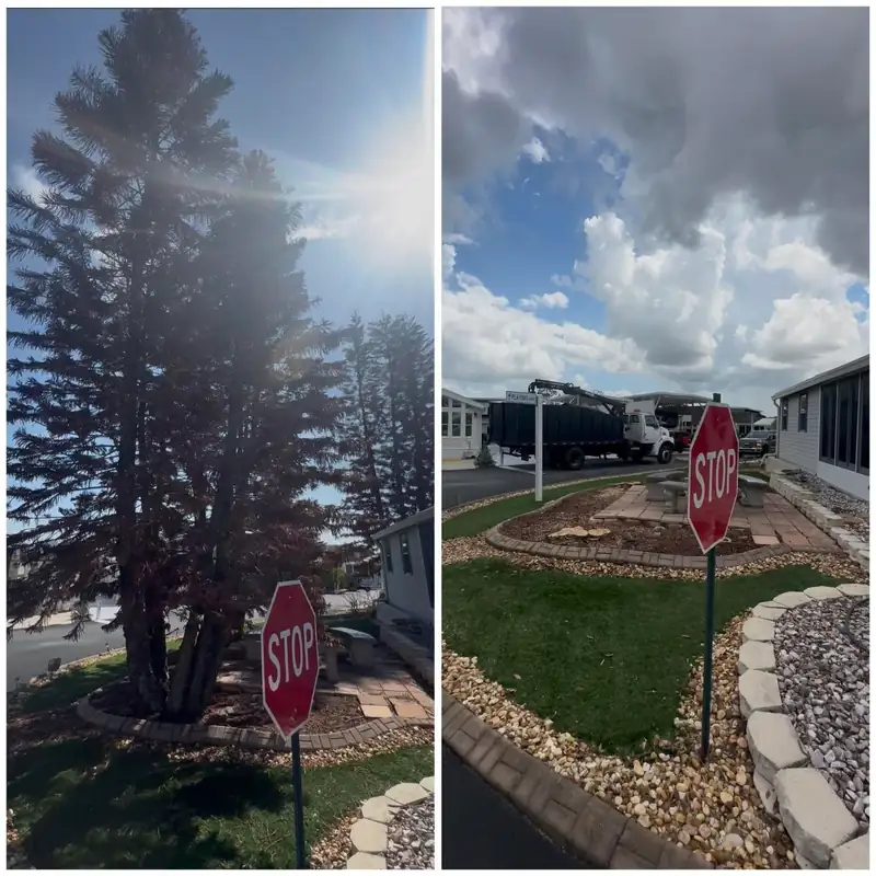 Before and after: a dense pine at a street corner; then removed, corner opened up.
