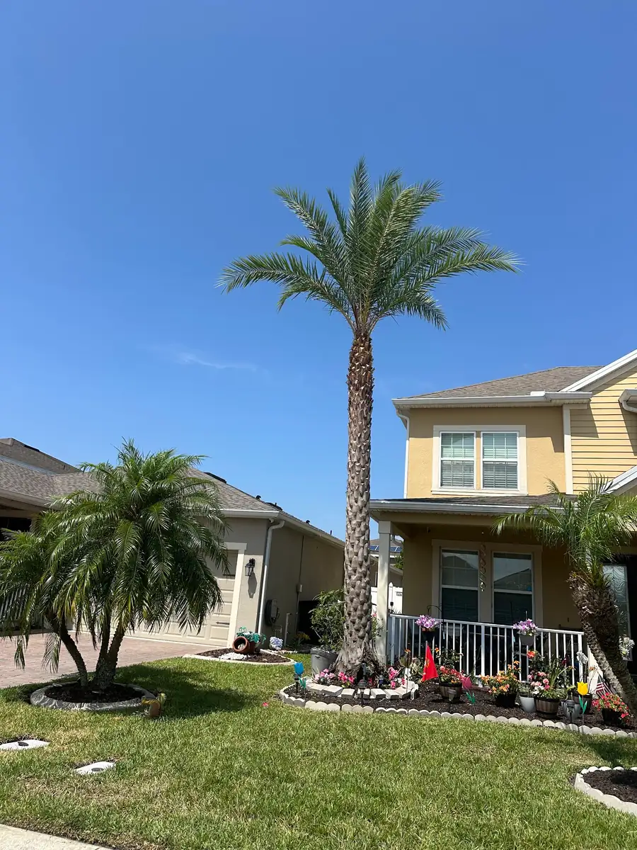A tall palm with a clean, trimmed crown in front of a yellow two-story home