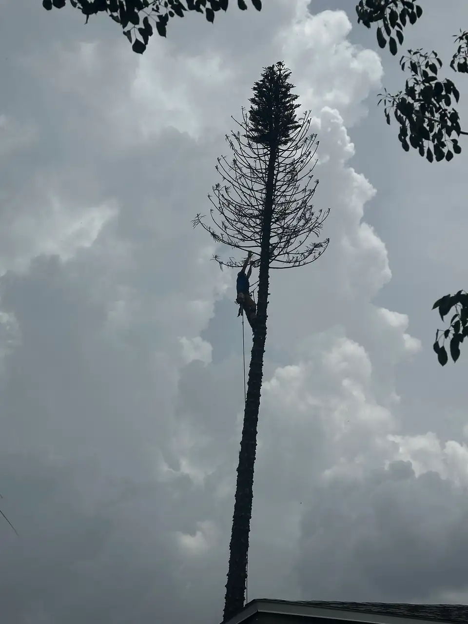 Climber topping out a tall pine under storm clouds