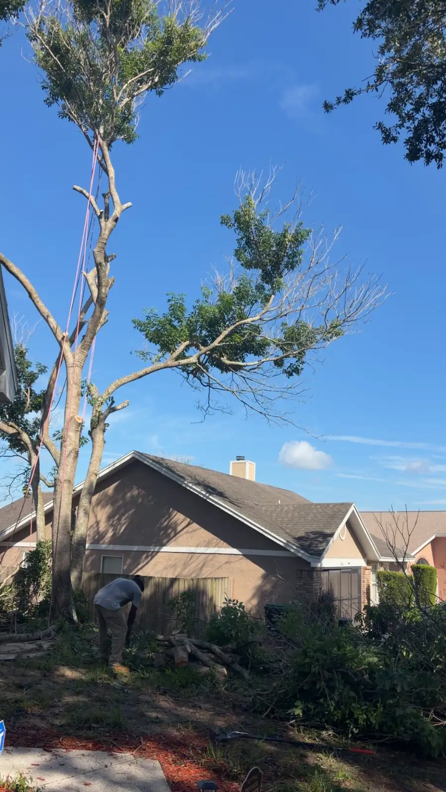 A CRJ Outdoors crew member at the base of a dead tree beside a tan stucco home during a removal