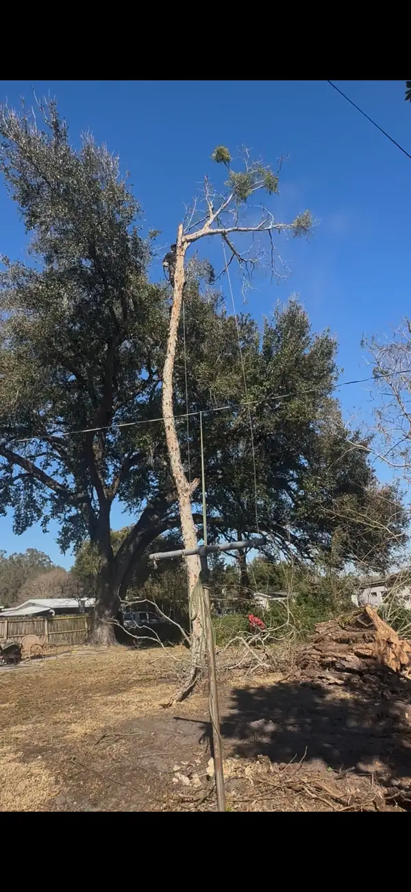 A tree snapped partway up its trunk after a storm