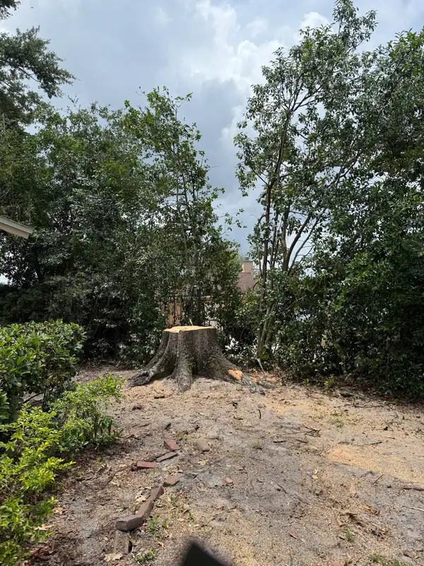 A large fresh stump in a cleared, wooded lot after a removal