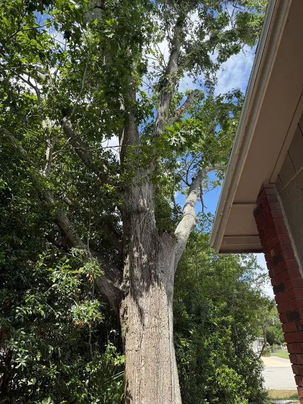A tall tree growing tight against the eave of a brick home before trimming