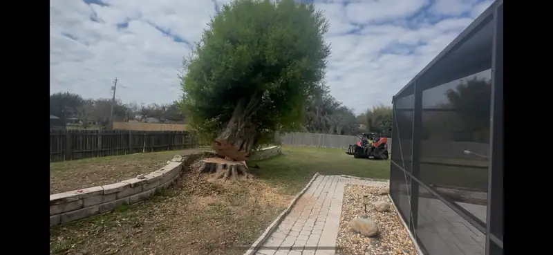 A trimmed backyard tree beside a freshly cut stump