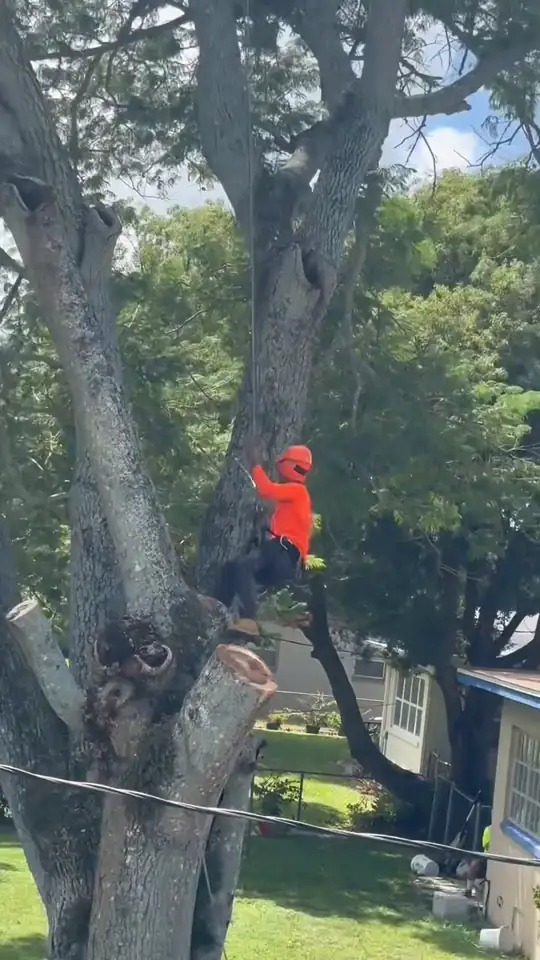 A climber in an orange shirt working in a large oak above a roofline