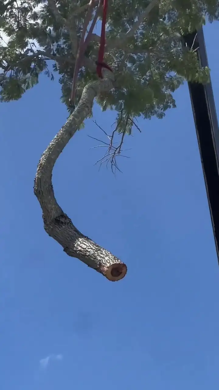 A cut oak limb hanging from a crane line against blue sky