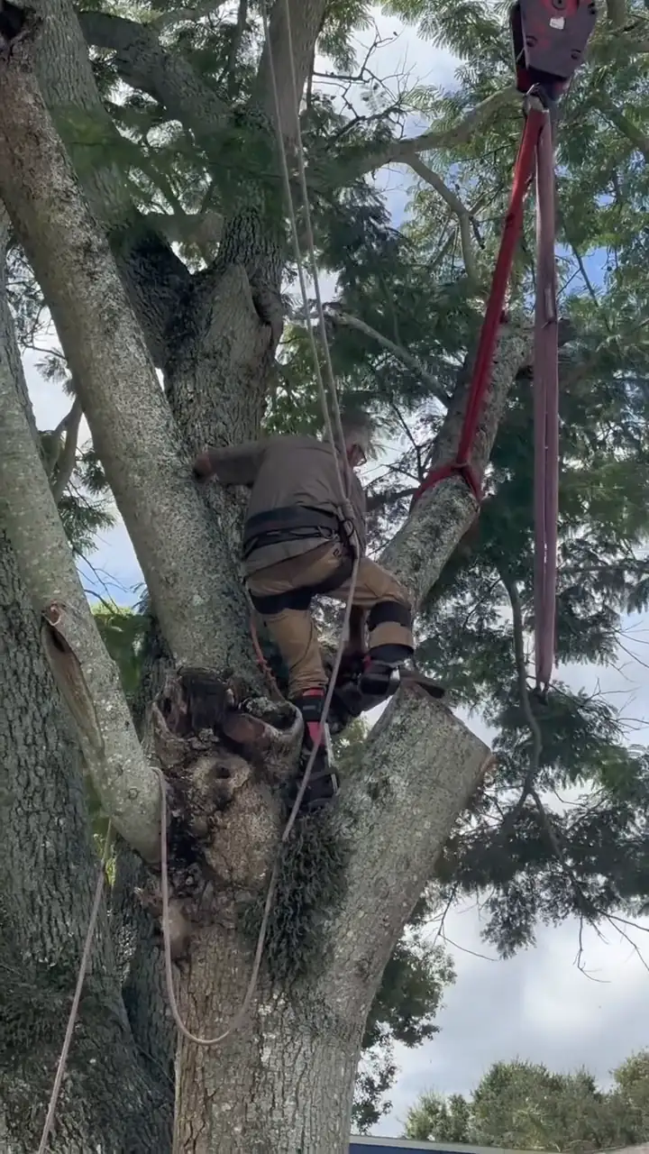 Rigging and a lowering block set in the fork of a large oak during canopy work